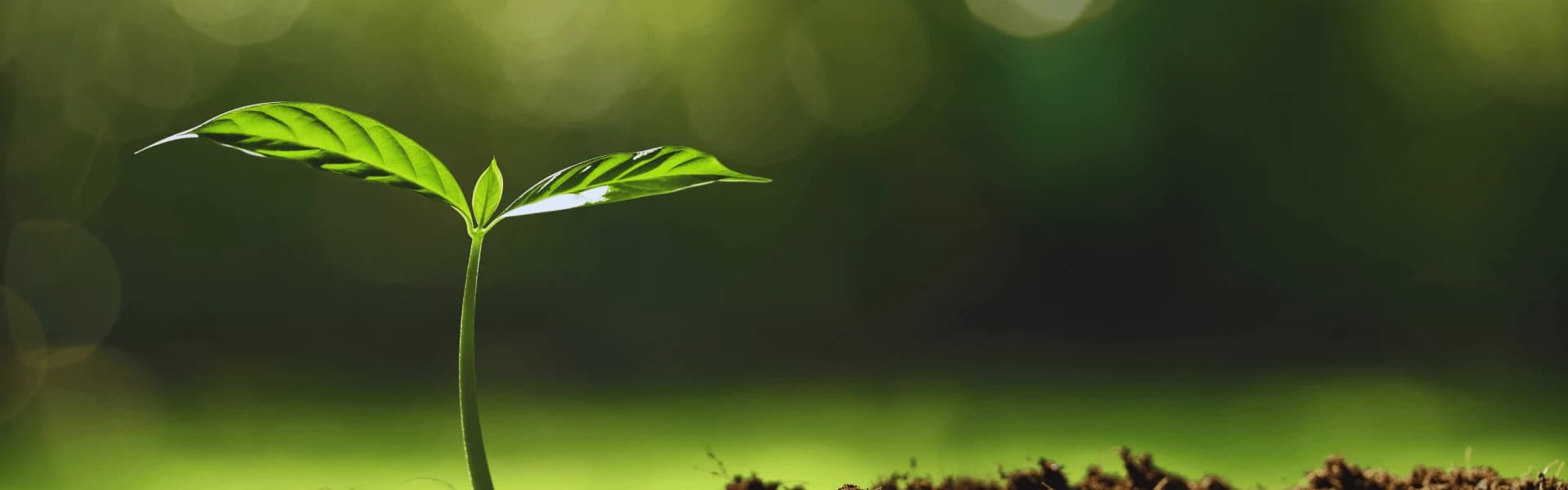 Bondada Sustainability